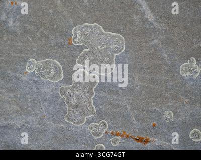 Lichens growing in patterns on rock surface Stock Photo