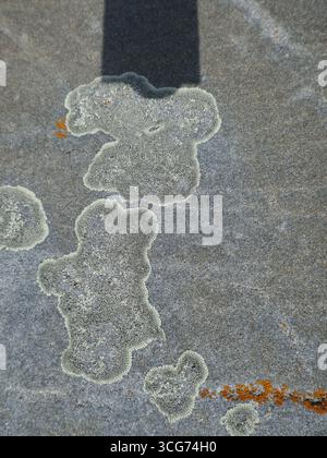 Lichens growing in patterns on rock surface vertical photo Stock Photo