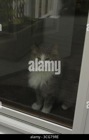 fluffy gray and white cat looking out of a glass door Stock Photo