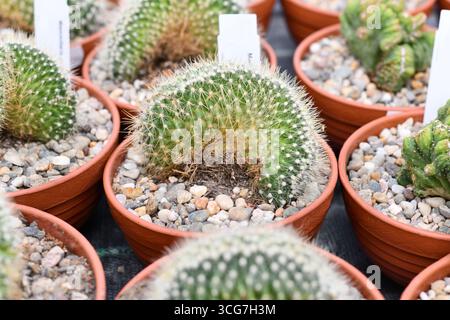 Small 'Mammillaria pringlei f. cristata' cactus in flower pot with stones.  Also called 'Lemon Ball Cactus' Stock Photo - Alamy