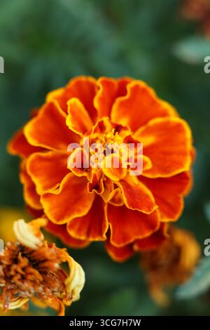 orange flower of Tagetes patula, the French marigold, close up in the garden Stock Photo