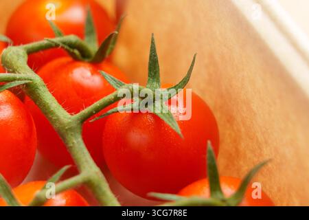 Twig of ripe red cherry tomatoes in market cardboard box. Macro shot Stock Photo