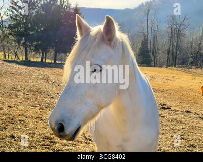 Close Up on a Beautiful White Horse with Sunlight in a Sunny Day in Switzerland. Stock Photo
