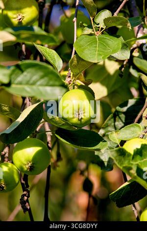 Image of green apples ripening among leaves on tree branches Stock Photo