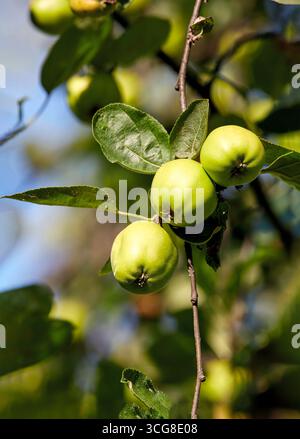 Image of three green apples ripening on a tree branch Stock Photo