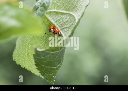 Two ladybugs sit on a leaf of an apple tree and mate, Germany Stock Photo