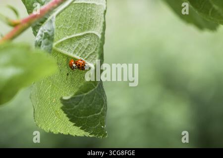 Two ladybugs sit on a leaf of an apple tree and mate, Germany Stock Photo
