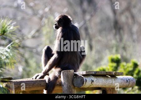a Brown Spider Monkey (Ateles hybridus) resting in the winter sunshine Stock Photo