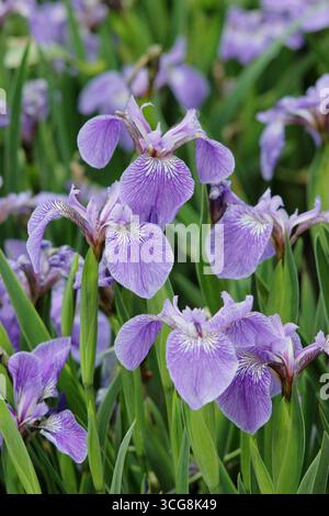 Iris Setosa, bristle-pointed iris flowers in summer. UK Stock Photo