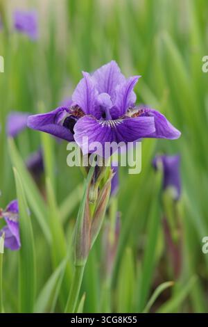 Iris sibirica 'Sweet Surrender'. Purple Siberian iris flower in summer. UK Stock Photo