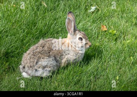 A cottontail rabbit sits still in a residential lawn, Great Falls, Montana, 2025, United States Stock Photo