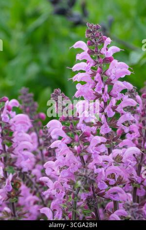 Sage Pretty in Pink, Salvia Fashionista Pretty in Pink, lavender-pink flower spikes Stock Photo