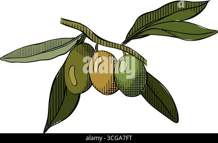 Olives Line Drawing. Olive berry branch composition colored. Vector graphic line ink illustration. Floral Line Art. Hand Drawn Olive. Wedding invitati Stock Vector