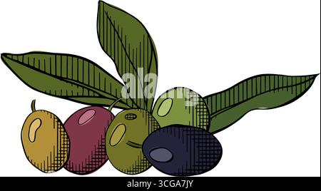 Olive Fruit Olive berry composition colored. Vector graphic line ink illustration. Use for cosmetic package, shop, store, products, spa salon, wellnes Stock Vector