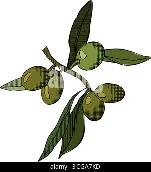 Olive berry branch composition colored. Vector graphic line ink illustration. Silhouette sign for logo, print, comics, fashion, pop art, boards, desig Stock Vector