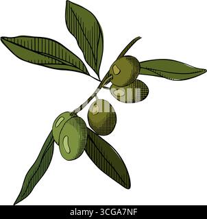 Olive berry branch composition colored. Vector graphic line ink illustration. Botanical collection natural elements For poster, invitation, backdrop, Stock Vector