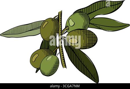 green olive branch with leaves and fruits. Olive berry branch composition colored. Vector graphic line ink illustration. For poster, flyer, banner, in Stock Vector