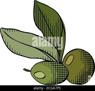 branch with fruit and green leaves Olive berry branch composition colored. Vector graphic line ink illustration. for cooking, condiment and culinary i Stock Vector