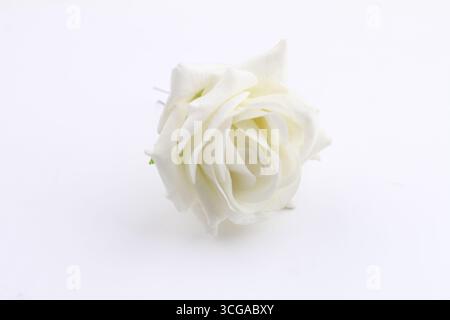 A beautiful artificial white Rose on a white background. Stock Photo
