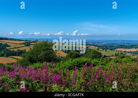 Pink wild flowers Somerset view England UK countryside towards Hinkley Point, Quantock Hills Stock Photo