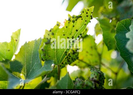 Close up of grape leaf Blister or grape erineum mite, Eriophyes vitis. Infected Grape leaves in vineyard, disease caused by blister mites. Close up Stock Photo