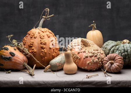 A Group of Pumpkins and Squash of Various Heirloom Varieties Displayed on a Table Against a Dark Backdrop Stock Photo