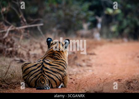 The Royal Bengal Tiger Stock Photo