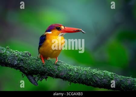 Oriental Dwarf Kingfisher - Jewel of the Western Ghats Stock Photo