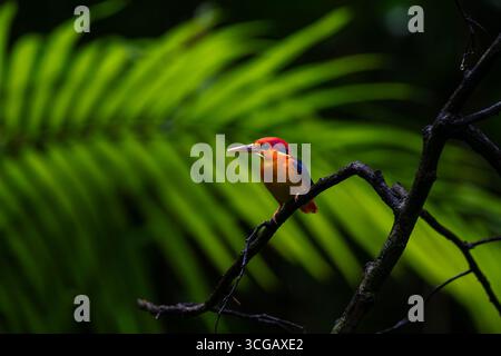 Oriental Dwarf Kingfisher - Jewel of the Western Ghats Stock Photo