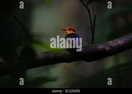 Oriental Dwarf Kingfisher - Jewel of the Western Ghats Stock Photo