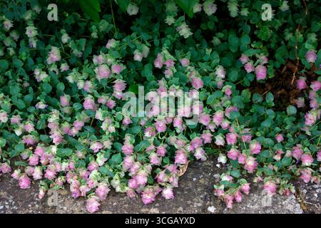 Close up of the pink flowers of the trailing ornamental garden plant origanum kent beauty. Stock Photo