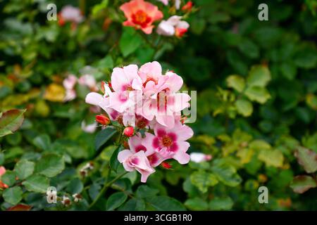 Close up of the pink and red multicoloured summer long flowering garden rose for your eyes only. Stock Photo