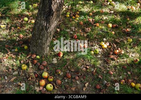 Rotten apples on the ground fallen from the tree Stock Photo