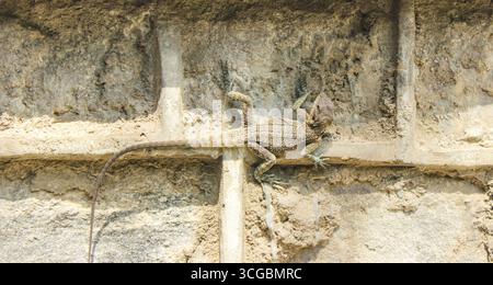 Garden lizard camouflaged against a textured wall, blending seamlessly with its surroundings. Stock Photo