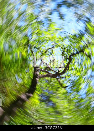 Abstract tree landscape Stock Photo