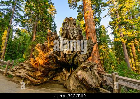 The magnificent Giant Sequoia Trees on the General Grant Grove Kings Canyon National Park in California. Stock Photo