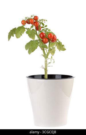 Red ripe cherry tomatoes in a flower pot on a white background. Home growing plants. Stock Photo