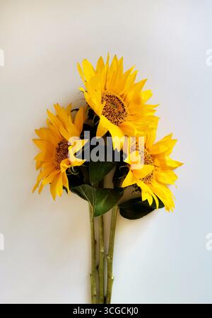 Three yellow sunflowers isolated on white background Stock Photo
