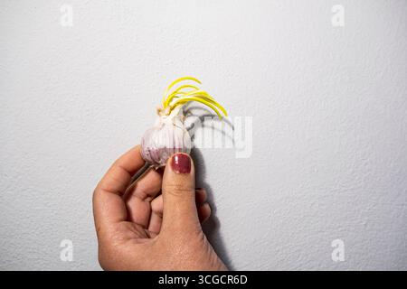 A fresh garlic bulb with vivid green sprouts captured on a clean white background. Vigevano, Pavia. Italy Stock Photo