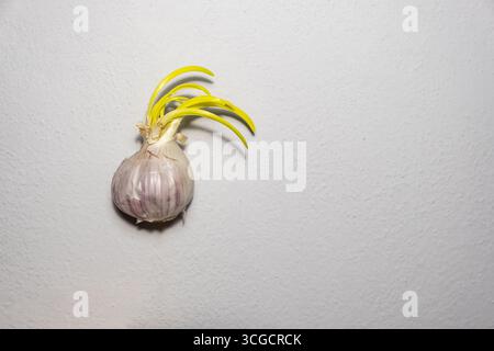 A fresh garlic bulb with vivid green sprouts captured on a clean white background. Vigevano, Pavia. Italy Stock Photo