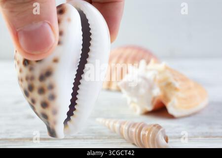 A closeup view of a hand holding a coffee bean trivia shell among several other seashells on a rustic wooden surface. Stock Photo