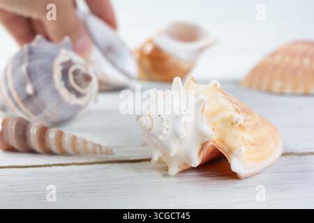 A view of a variety of seashells on a rustic wooden surface. A hand is in the background grabbing one of the shells. Stock Photo