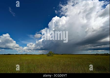 Summer storm clouds forming over sawgrass prairie in everglades National Park, Florida. Stock Photo