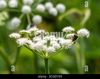 Two Bees Pollinate White Flowers In Spring in Glacier National Park Stock Photo