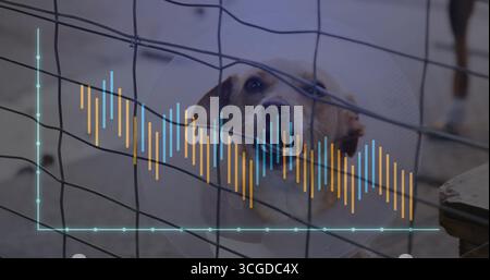 Pressing head against wire mesh kennel fence, dog wearing transparent cone displaying graph overlay Stock Photo