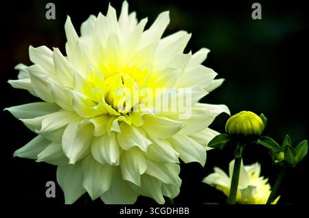 Yellow and White Dahlia flower Stock Photo