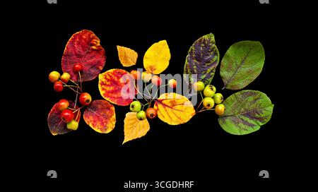 Autumn Leaves and Berries on Black Background Stock Photo