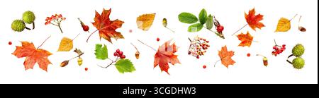 Autumn Leaves and Forest Elements Isolated on white Background Stock Photo