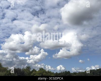 Cloud field with several types of white cumulus clouds in front of blue sky over treetops of mixed deciduous forest, international Stock Photo