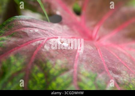 Shiny water drops on croton leaves Stock Photo